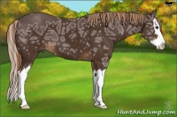 Horse Color:Liver Chestnut Ice Sabino Splash 