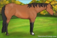 Horse Color:Bay 