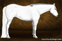 Horse Color:Gray Chestnut 