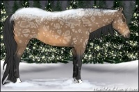 Horse Color:Buckskin Ice 