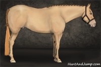 Horse Color:Gold Champagne 