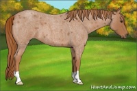 Horse Color:Red Roan 