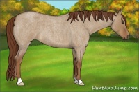 Horse Color:Red Dun Roan 