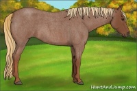Horse Color:Red Roan