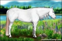 Horse Color:Bay Splash Appaloosa