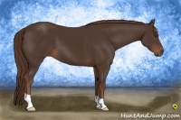 Horse Color:Liver Chestnut 