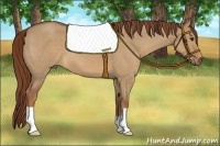 Horse Color:Red Dun Roan 