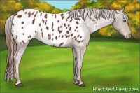 Horse Color:Chestnut Appaloosa 