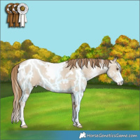 Horse Color:White Spotted Grullo Pearl Sabino