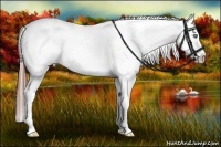 Horse Color:Black Splash Appaloosa 