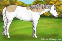 Horse Color:Silver Bay Dun Splash 