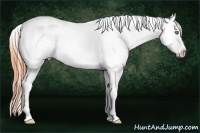 Horse Color:Classic Champagne Near Leopard 