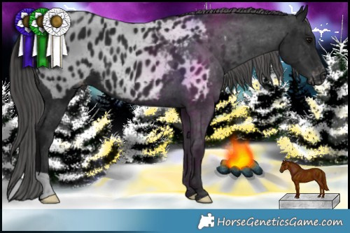 Horse Color:Black Appaloosa 