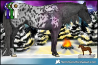Horse Color:Black Appaloosa 