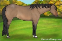 Horse Color:Bay Roan Dun 