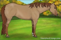 Horse Color:Red Dun 