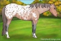 Horse Color:Bay Appaloosa 