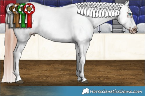 Horse Color:Liver Chestnut Sabino Splash Frame Appaloosa 