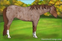 Horse Color:Red Roan