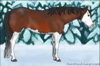 Horse Color:Bay Splash 