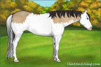 Horse Color:Bay Dun Sabino Splash 
