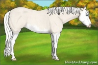 Horse Color:Silver Perlino Roan Splash 