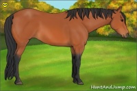 Horse Color:Bay 