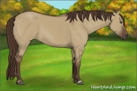 Horse Color:Liver Red Dun 