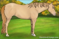 Horse Color:Gold Champagne 