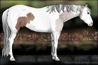 Horse Color:Bay Roan Splash Tobiano 