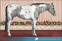 Horse Color:Grullo Ice Tobiano 