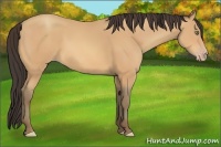 Horse Color:Amber Champagne 