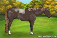 Horse Color:Liver Chestnut Sabino 