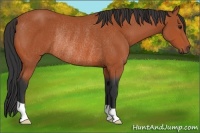 Horse Color:Bay Rabicano 