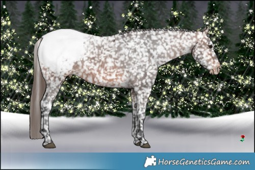 Horse Color:Brown Appaloosa 