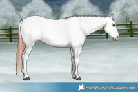 Horse Color:Brown Appaloosa 