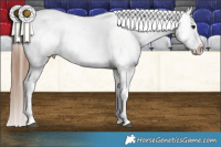Horse Color:Bay Dun Sabino Splash Appaloosa Rabicano Brindle