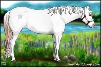 Horse Color:White Spotted Blue Roan Splash Frame Appaloosa 