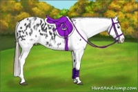 Horse Color:White Spotted Black Splash Appaloosa Rabicano 