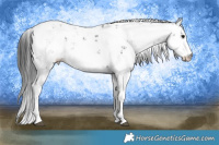 Horse Color:Black Sabino 