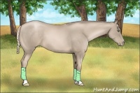 Horse Color:Chocolate Palomino Pearl 