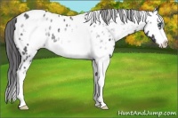 Horse Color:White Spotted Blue Roan Splash Frame Appaloosa 