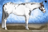 Horse Color:White Spotted Blue Roan Splash Frame Appaloosa