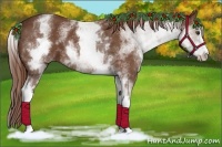Horse Color:White Spotted Chestnut Sabino 