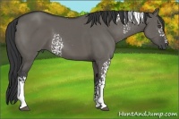 Horse Color:White Spotted Grullo