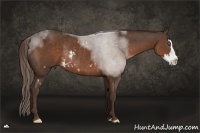 Horse Color:White Spotted Liver Chestnut Sabino Splash Frame Rabicano 