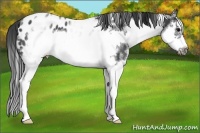 Horse Color:White Spotted Blue Roan Splash Frame Appaloosa 