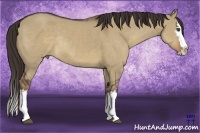 Horse Color:White Spotted Liver Red Dun Sabino Splash Rabicano