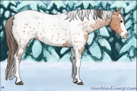 Horse Color:Bay Splash Tobiano Appaloosa Brindle