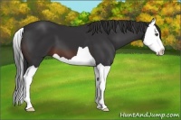 Horse Color:Brown Splash 